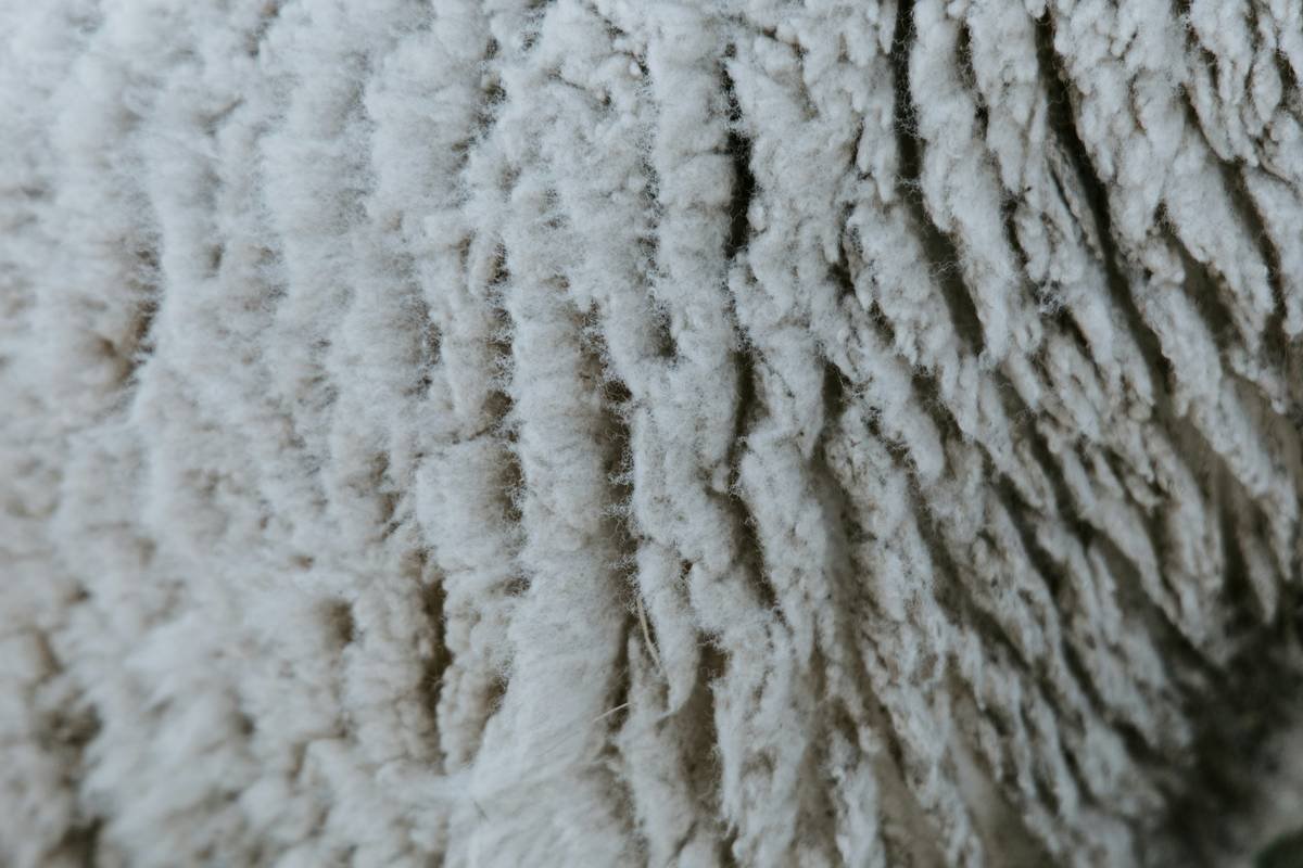 Microscopic view of wool fibers showing surface scales that cause pilling when rubbed